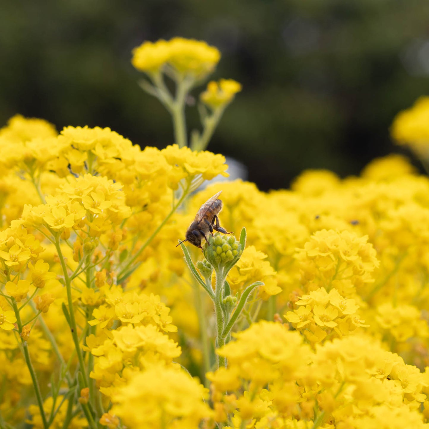 The Honey Project - Unrivalled Runny