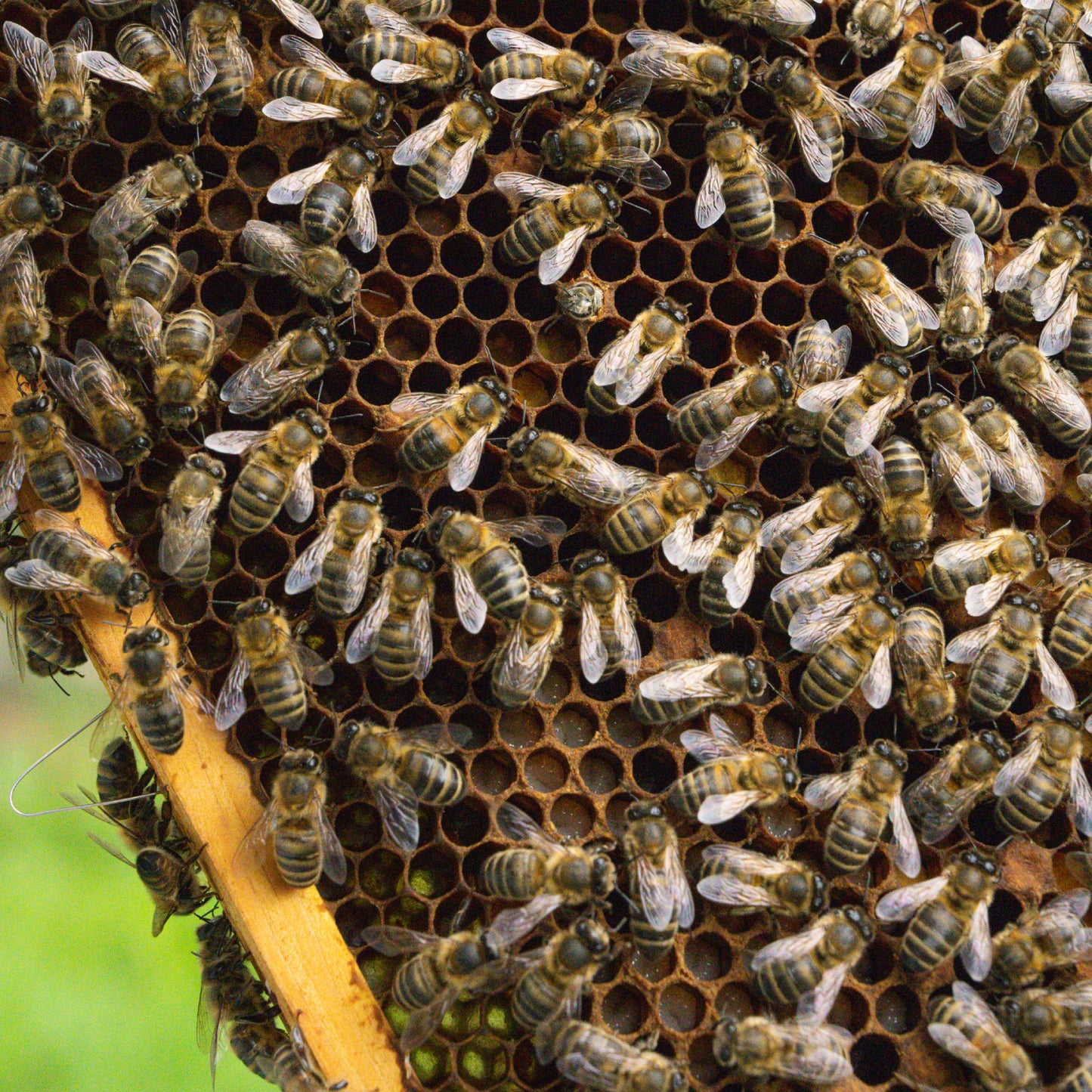 The Honey Project - Unrivalled Runny
