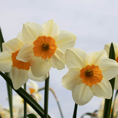 The Honey Project - Creamy Soft Set