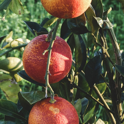 Steep Soda Co - Blood Orange *Seasonal*