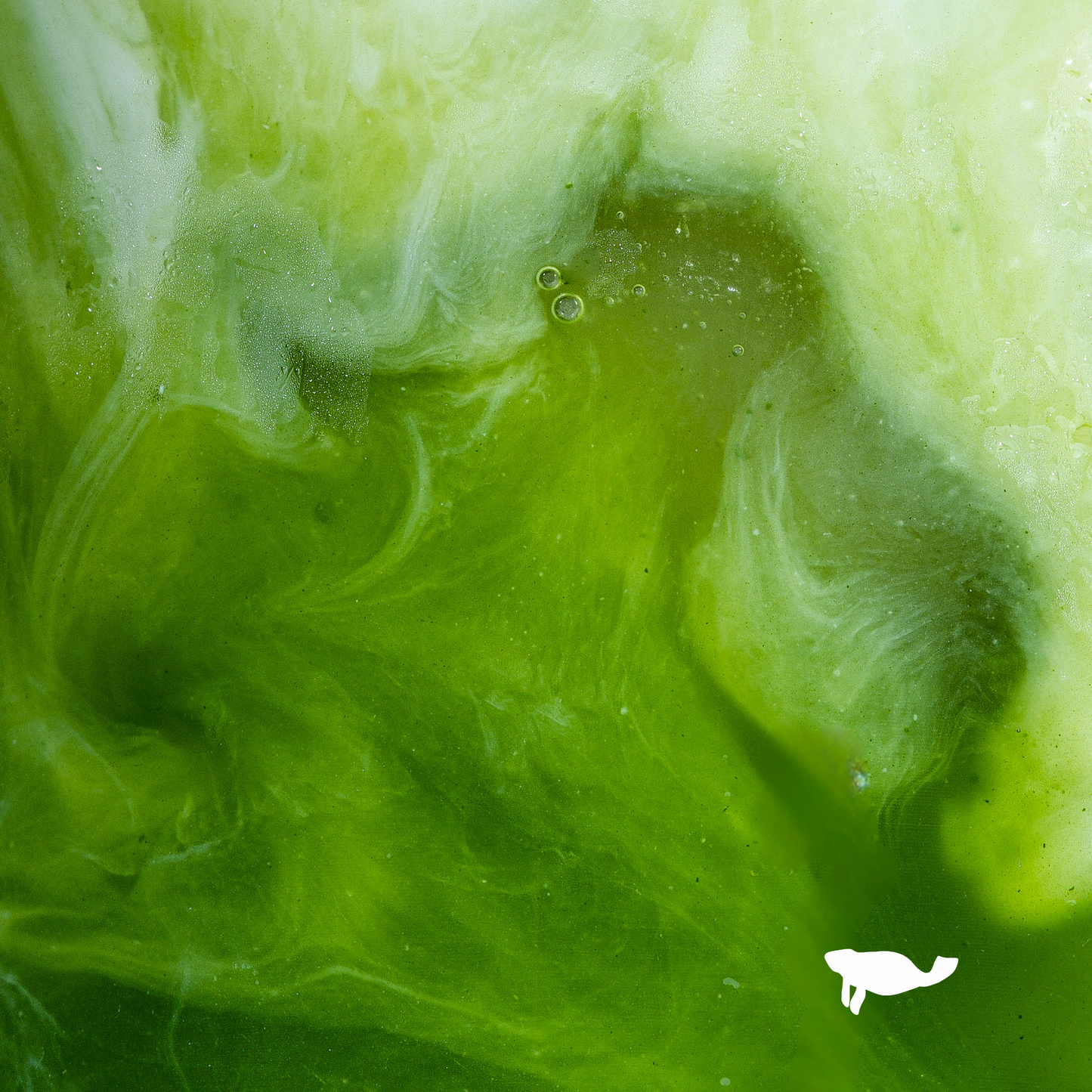 Marna - Signature Ceremonial Grade Matcha - 250g