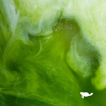 Marna - Signature Ceremonial Grade Matcha - 250g